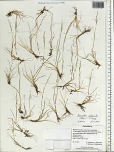 Puccinellia capillaris subsp. pulvinata (Fr.) Tzvelev, Восточная Европа, Северный район (E1) (Россия)