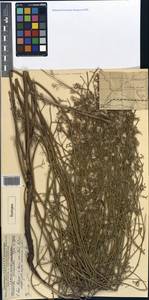 Chondrilla cyanorostris, Средняя Азия и Казахстан, Муюнкумы, Прибалхашье и Бетпак-Дала (M9) (Казахстан)