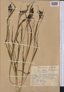 Carex aterrima subsp. aterrima, Средняя Азия и Казахстан, Западный Тянь-Шань и Каратау (M3) (Киргизия)