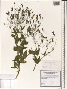 Vaccaria oxyodonta Boiss., Зарубежная Азия (ASIA) (Турция)