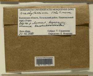 Brachytheciastrum velutinum (Hedw.) Ignatov & Huttunen, Гербарий мохообразных, Мхи - Центральное Нечерноземье (B6) (Россия)
