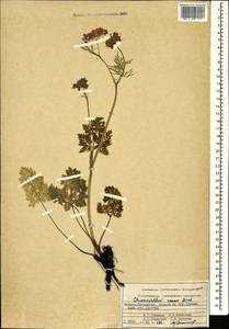 Бутень розовый M.Bieb., Кавказ, Дагестан (K2) (Россия)