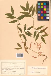 Чина Комарова Ohwi, Сибирь, Дальний Восток (S6) (Россия)