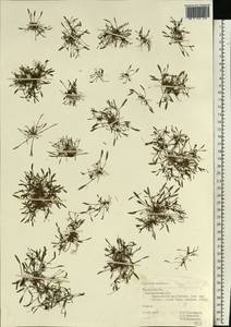 Лужница водяная L., Восточная Европа, Центральный район (E4) (Россия)