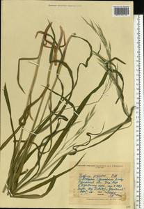Lolium giganteum (L.) Darbysh., Восточная Европа, Северо-Украинский район (E11) (Украина)