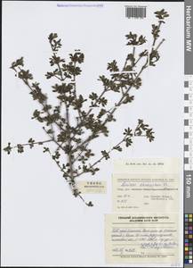 Lonicera tangutica Maxim., Зарубежная Азия (ASIA) (КНР)