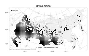 Urtica dioica, Крапива двудомная L., Атлас флоры России (FLORUS) (Россия)