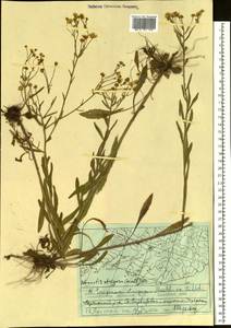 Мелколепестник щетинистый Muhl. ex Willd., Сибирь, Дальний Восток (S6) (Россия)