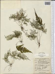 Pteris altissima Poir., Америка (AMER) (Колумбия)