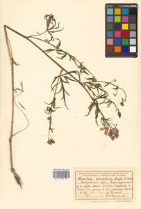 Aconitum karafutense subsp. karafutense, Сибирь, Дальний Восток (S6) (Россия)