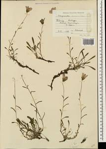 Колокольчик камнеломка, Кавказ, Ставропольский край, Карачаево-Черкесия, Кабардино-Балкария (K1b) (Россия)