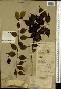 Prunus mume (Siebold) Siebold & Zucc., Зарубежная Азия (ASIA) (КНР)