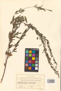 Леспедеца ситниковая (L.f.) Pers., Сибирь, Дальний Восток (S6) (Россия)