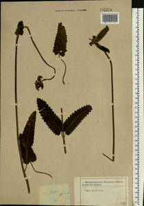 Betonica officinalis subsp. officinalis, Восточная Европа, Центральный лесостепной район (E6) (Россия)
