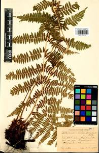 Кочедыжник женский (L.) Roth, Сибирь, Прибайкалье и Забайкалье (S4) (Россия)