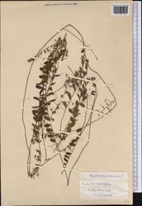Evolvulus alsinoides (L.) L., Америка (AMER) (Куба)