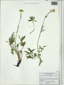 Astrantia pauciflora Bertol., Западная Европа (EUR) (Италия)