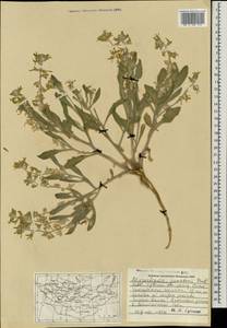 Microstigma brachycarpum Botsch., Монголия (MONG) (Монголия)