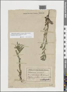 Buglossoides rochelii (Friv.) Stoyanov, Mátis & Sennikov, Восточная Европа, Нижневолжский район (E9) (Россия)