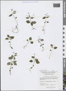 Pseudogalium paradoxum (Maxim.) L.E Yang, Z.L.Nie & H.Sun, Сибирь, Прибайкалье и Забайкалье (S4) (Россия)