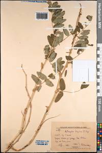 Астрагал холодный (L.) A.Gray, Монголия (MONG) (Монголия)