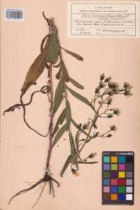 Picris japonica subsp. japonica, Сибирь, Дальний Восток (S6) (Россия)