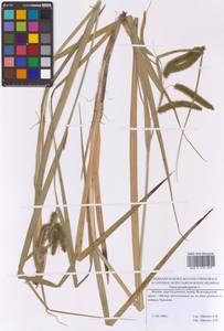 Осока ложносытевая, Осока ложносытевидная L., Восточная Европа, Московская область и Москва (E4a) (Россия)