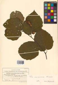 Липа Максимовича Shiras., Сибирь, Дальний Восток (S6) (Россия)