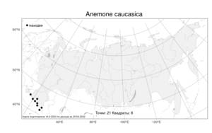 Anemone caucasica, Ветреница кавказская Willd. ex Rupr., Атлас флоры России (FLORUS) (Россия)