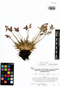 Мятлик альпийский L., Сибирь, Прибайкалье и Забайкалье (S4) (Россия)