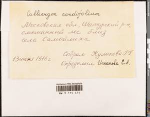 Calliergon cordifolium (Hedw.) Kindb., Гербарий мохообразных, Мхи - Москва и Московская область (B6a) (Россия)