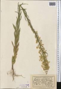 Мелколепестник канадский L., Средняя Азия и Казахстан, Памир и Памиро-Алай (M2) (Таджикистан)