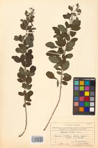 Леспедеца двуцветная Turcz., Сибирь, Дальний Восток (S6) (Россия)