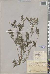 Скандикс гребенчатый, Скандикс венерин гребень L., Средняя Азия и Казахстан, Сырдарьинские пустыни и Кызылкумы (M7) (Узбекистан)