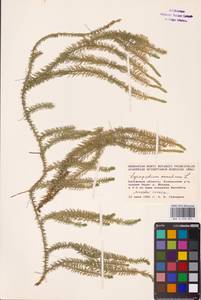 Spinulum annotinum subsp. annotinum, Восточная Европа, Центральный район (E4) (Россия)