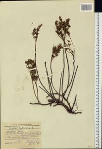 Очиток гибридный (L.) 't Hart, Восточная Европа, Восточный район (E10) (Россия)