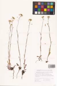 Резуховидка стрелолистная (M.Bieb.) Al-Shehbaz, O'Kane & R.A.Price, Восточная Европа, Нижневолжский район (E9) (Россия)