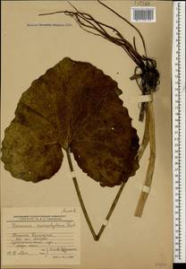 Дороникум крупнолистный Fisch., Кавказ, Ставропольский край, Карачаево-Черкесия, Кабардино-Балкария (K1b) (Россия)