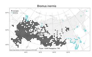 Bromus inermis, Костер безостый Leyss., Атлас флоры России (FLORUS) (Россия)