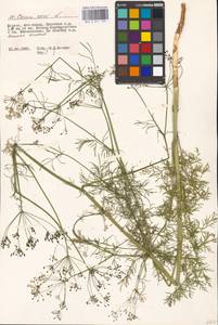 Тмин обыкновенный L., Восточная Европа, Московская область и Москва (E4a) (Россия)