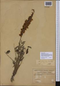 Hedysarum smirnovii Knjaz., Восточная Европа, Нижневолжский район (E9) (Россия)