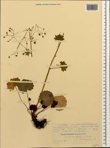Saxifraga rotundifolia subsp. rotundifolia, Кавказ, Ставропольский край, Карачаево-Черкесия, Кабардино-Балкария (K1b) (Россия)