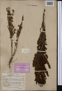 Erica lusitanica Rudolphi, Западная Европа (EUR) (Франция)