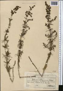 Подмаренник настоящий, Средняя Азия и Казахстан, Северный и Центральный Тянь-Шань (M4) (Казахстан)