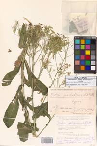 Isatis tinctoria subsp. parchalensis A.P.Khokhr., Зарубежная Азия (ASIA) (Турция)