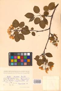 Яблоня лесная Mill., Восточная Европа, Центральный лесостепной район (E6) (Россия)