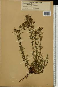 Зверобой изящный Steph. ex Willd., Восточная Европа, Волжско-Камский район (E7) (Россия)