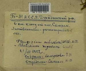 Pleurozium schreberi (Willd. ex Brid.) Mitt., Гербарий мохообразных, Мхи - Прибайкалье и Забайкалье (B18) (Россия)