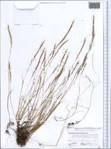 Festuca bromoides L., Кавказ, Черноморское побережье (от Новороссийска до Адлера) (K3) (Россия)