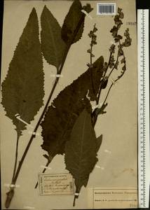 Verbascum chaixii subsp. orientale (M. Bieb.) Hayek, Восточная Европа, Центральный лесной район (E5) (Россия)